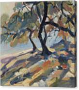 Olive Trees At Marmari Beach On Paxos Canvas Print