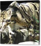 On The Hunt - Clouded Leopard Canvas Print