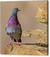 On The Ledge Canvas Print