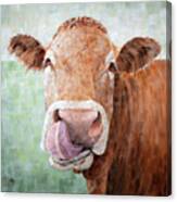 On The Nose - Cow Painting Canvas Print