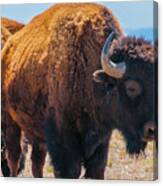 Bison In Field In The Daytime Canvas Print