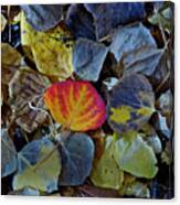 One Leaf Canvas Print