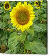 One Sunflower in a Field Photograph by Sandi Kroll - Fine Art America