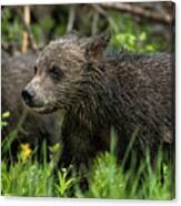 One Wet Little Bear Cub - Grizzly 399's Cub Canvas Print