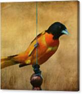 Orange Bird Canvas Print