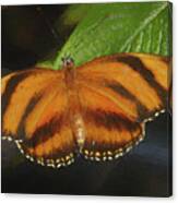 Orange Butterfly Canvas Print