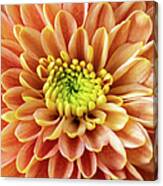 Orange Chrysanthemum Macro Canvas Print