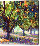 Orange Grove Of Citrus Fruit Trees Canvas Print