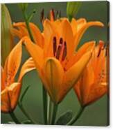 Orange Lily Quartet Canvas Print