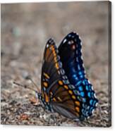 Orange-spotted Blue Butterfly Canvas Print