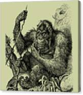 Orangutan In Black Canvas Print