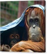 Orangutan Mom And Baby Canvas Print