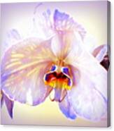 Orchid-beautiful 23 Canvas Print