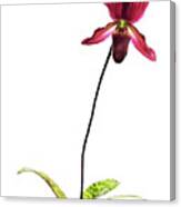 Orchid Flower Floral Art - Lady's Slipper Canvas Print
