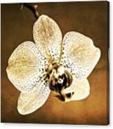 Orchid In Sepia Canvas Print