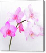 Orchid On White W Painted Effect Canvas Print