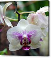 Orchid Canvas Print