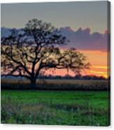 Oregon Wi Oak At Sunset In October Canvas Print