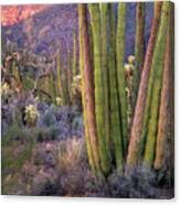 Organ Pipe Cactus National Monument, Arizona Canvas Print