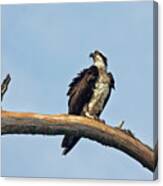 Osprey Perched Above White Oak River In The Croatan Canvas Print