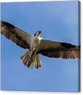 Osprey With Fish Canvas Print