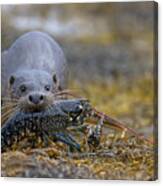 Otter Bringing Ashore A Lobster Canvas Print