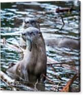 Otters Having Breakfast On The River Canvas Print
