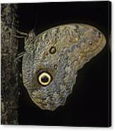 Owl Butterfly Canvas Print