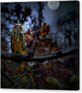 Owl On Branch At Night Canvas Print