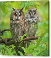 Owl Pair In Tree Canvas Print