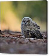 Owlet On The Ground - Rancho San Antonio, Cupertino Canvas Print