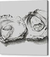 Oysters White Canvas Print