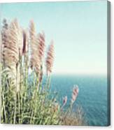 Pacific Sea And Pampas Grass Canvas Print