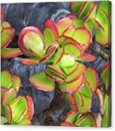 Aeonium Sunburst Copper Pinwheel Canvas Print