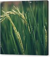 Paddy Rice In Bali, Indonesia Canvas Print