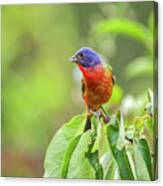 Painted Bunting - 1793 Canvas Print