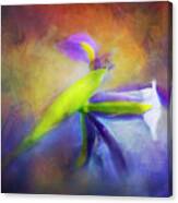Painted Siberian Iris Canvas Print