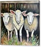 Painting Sheepish Sheep Watercolor Art Animal Bac Canvas Print