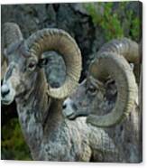 Pair Of Rams-signed-#5839 Canvas Print