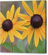 Pair Of Sunflowers Canvas Print