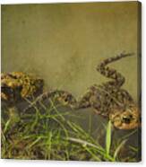 Pair Of Toads Canvas Print