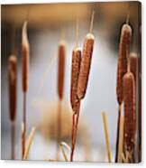 Paired Up -  Intertwined Pair Of Cattails Canvas Print
