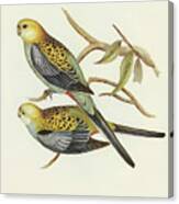 Pale-headed Parakeet, Platycercus Palliceps Canvas Print