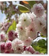 Pale Pink Blossoms Of An Ornamental Cherry In Spring 2 Canvas Print