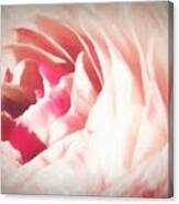 Pale Pink Ranunculus Flower Canvas Print