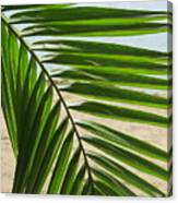 Palm Tree Frond Canvas Print