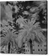 Palm Tree In Infrared Black And White Canvas Print