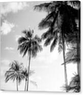 Palm Trees And Sunshine In Black And White Canvas Print