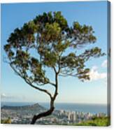 Panorama Of Waikiki And Honolulu With Large Tree Canvas Print