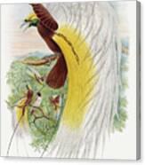 Paradisea Papuana, Papuana Bird Of Paradise Canvas Print